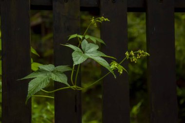 Orman kır çiçekleriyle dolu, sabah zaferi