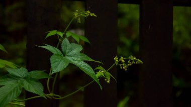 Orman kır çiçekleriyle dolu, sabah zaferi