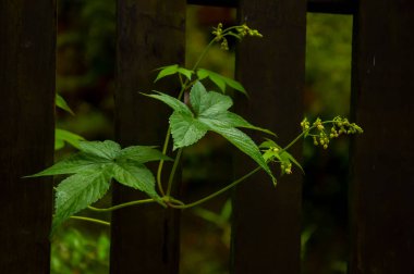 Orman kır çiçekleriyle dolu, sabah zaferi