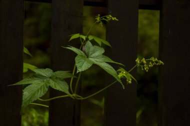 Orman kır çiçekleriyle dolu, sabah zaferi