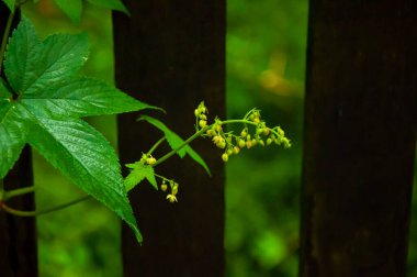 Orman kır çiçekleriyle dolu, sabah zaferi