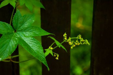 Orman kır çiçekleriyle dolu, sabah zaferi