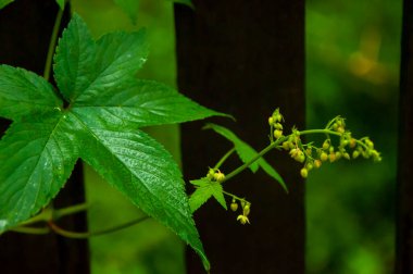 Orman kır çiçekleriyle dolu, sabah zaferi