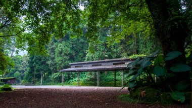 Ormanda ağaçlarla kaplı bir otoparkta serin bir gölge