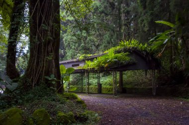 Ormanda ağaçlarla kaplı bir otoparkta serin bir gölge