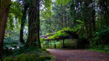 Ormanda ağaçlarla kaplı bir otoparkta serin bir gölge