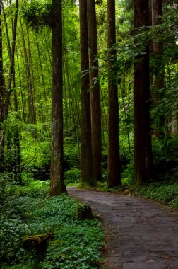 Tayvan Xitou Orman Koruma Alanı, Orman Yolu