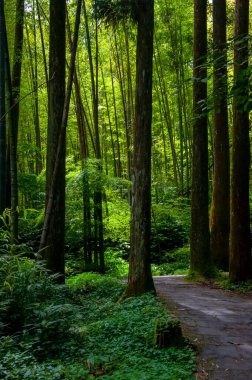 Tayvan Xitou Orman Koruma Alanı, Orman Yolu