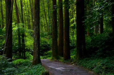 Tayvan Xitou Orman Koruma Alanı, Orman Yolu