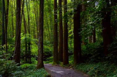 Tayvan Xitou Orman Koruma Alanı, Orman Yolu