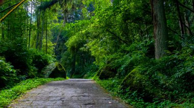 Tayvan Xitou Orman Koruma Alanı, Orman Yolu