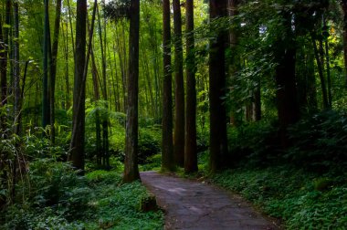 Tayvan Xitou Orman Koruma Alanı, Orman Yolu