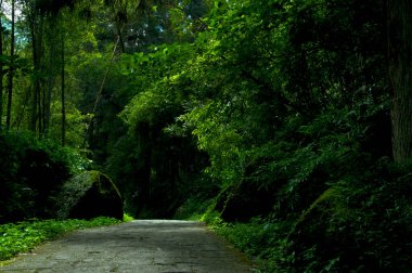 Tayvan Xitou Orman Koruma Alanı, Orman Yolu