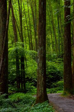 Tayvan Xitou Orman Koruma Alanı, Orman Yolu
