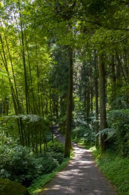 Tayvan Xitou Orman Koruma Alanı, Orman Yolu