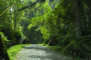 Tayvan Xitou Orman Koruma Alanı, Orman Yolu