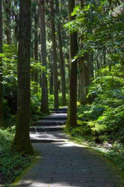 Tayvan Xitou Orman Koruma Alanı, Orman Yolu