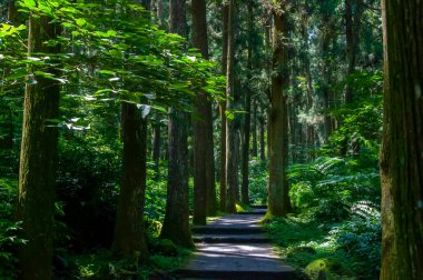 Tayvan Xitou Orman Koruma Alanı, Orman Yolu