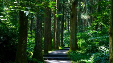 Tayvan Xitou Orman Koruma Alanı, Orman Yolu