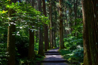Tayvan Xitou Orman Koruma Alanı, Orman Yolu