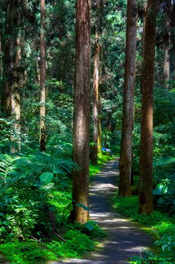 Tayvan Xitou Orman Koruma Alanı, Orman Yolu