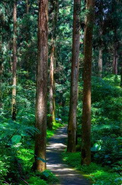 Tayvan Xitou Orman Koruma Alanı, Orman Yolu