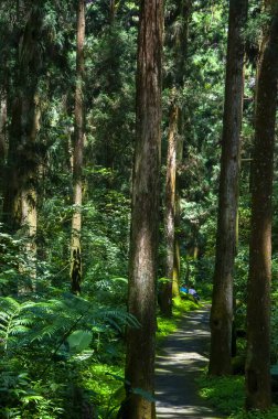 Tayvan Xitou Orman Koruma Alanı, Orman Yolu