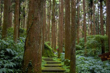 Tayvan Xitou Orman Koruma Alanı, Orman Yolu