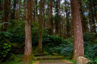 Tayvan Xitou Orman Koruma Alanı, Orman Yolu