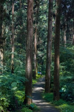 Tayvan Xitou Orman Koruma Alanı, Orman Yolu