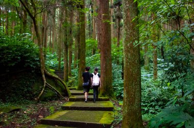 Tayvan Xitou Orman Koruma Alanı, Orman Yolu