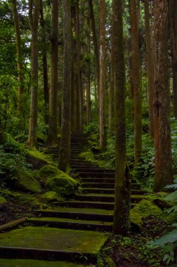 Tayvan Xitou Orman Koruma Alanı, Orman Yolu