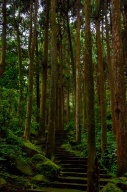 Tayvan Xitou Orman Koruma Alanı, Orman Yolu