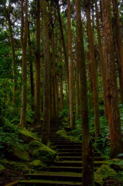 Tayvan Xitou Orman Koruma Alanı, Orman Yolu