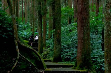 Tayvan Xitou Orman Koruma Alanı, Orman Yolu