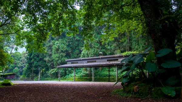 Ormanda ağaçlarla kaplı bir otoparkta serin bir gölge