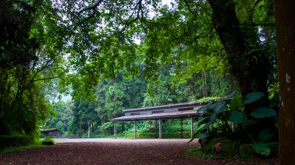 Ormanda ağaçlarla kaplı bir otoparkta serin bir gölge
