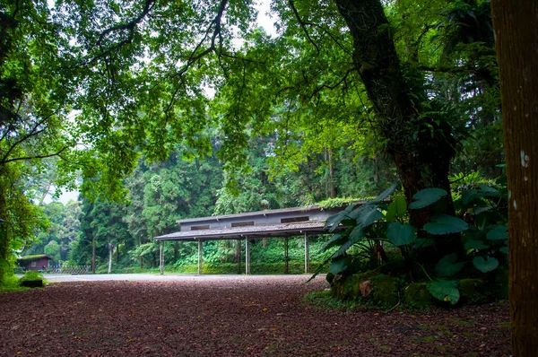 Ormanda ağaçlarla kaplı bir otoparkta serin bir gölge