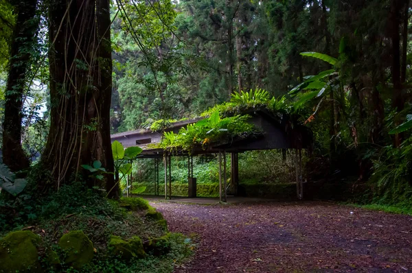 Ormanda ağaçlarla kaplı bir otoparkta serin bir gölge