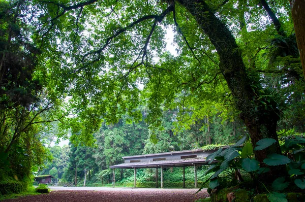 Ormanda ağaçlarla kaplı bir otoparkta serin bir gölge