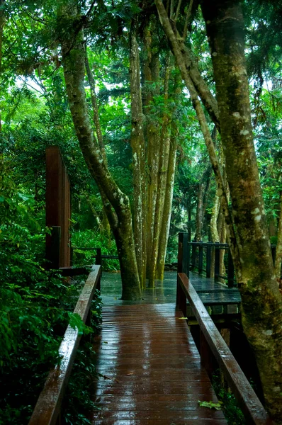 Taiwán Reserva Forestal Xitou Camino Forestal — Foto de Stock