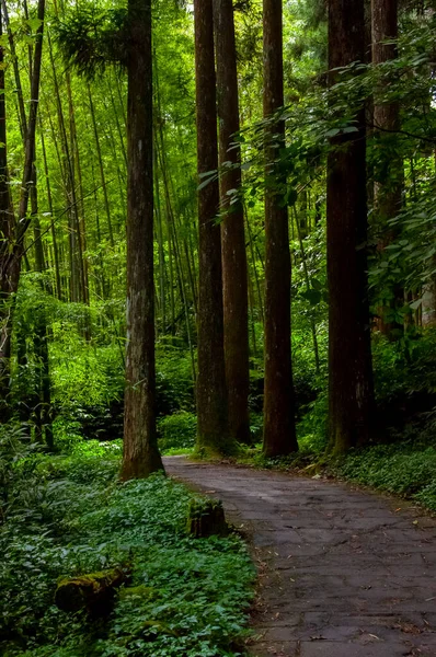 Tayvan Xitou Orman Koruma Alanı, Orman Yolu