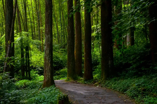 Tayvan Xitou Orman Koruma Alanı, Orman Yolu