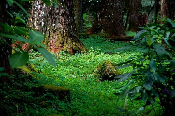 Taiwan Xitou Forest Reserve Hutan Trail — Stok Foto