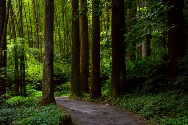 Tayvan Xitou Orman Koruma Alanı, Orman Yolu