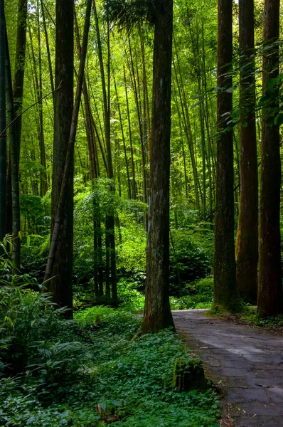 Tayvan Xitou Orman Koruma Alanı, Orman Yolu