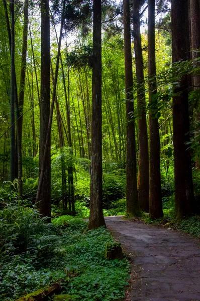 Tayvan Xitou Orman Koruma Alanı, Orman Yolu