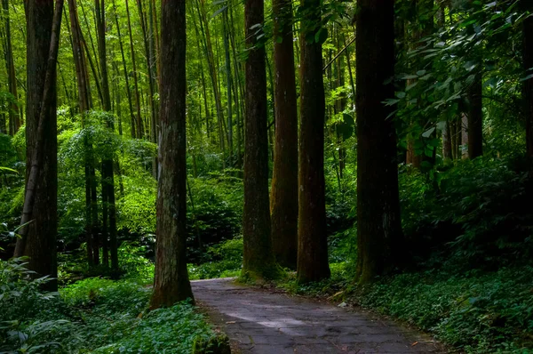 Tayvan Xitou Orman Koruma Alanı, Orman Yolu