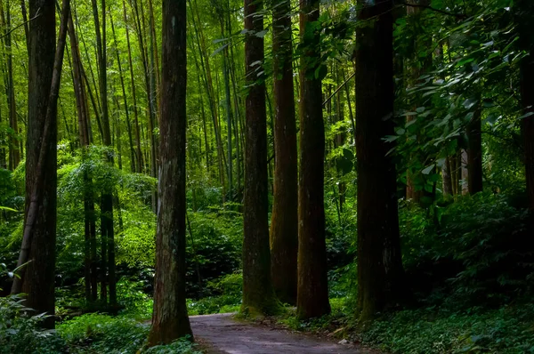Tayvan Xitou Orman Koruma Alanı, Orman Yolu
