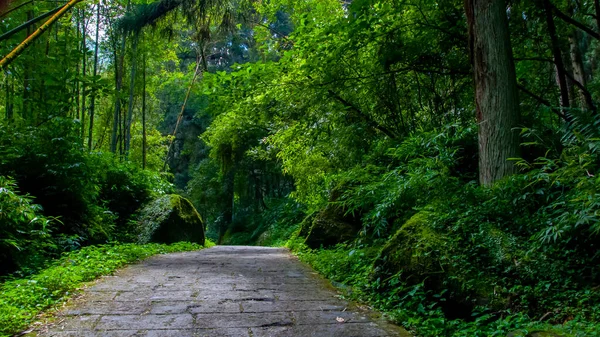 Tayvan Xitou Orman Koruma Alanı, Orman Yolu